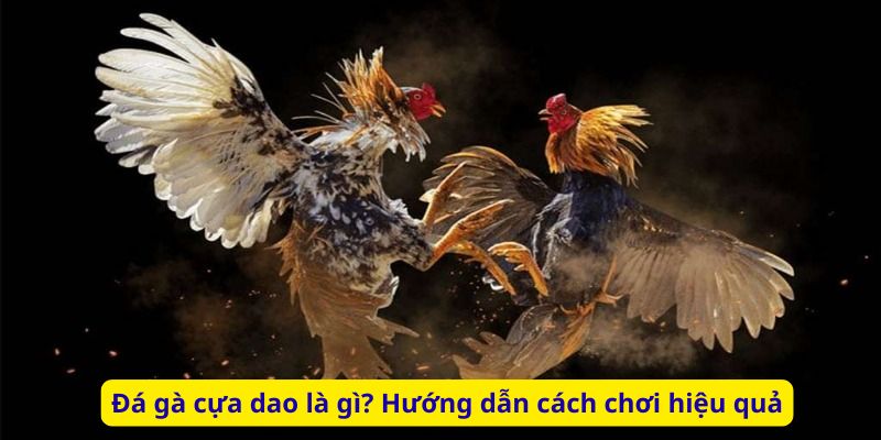 Đá gà cựa dao là gì? Hướng dẫn cách chơi hiệu quả